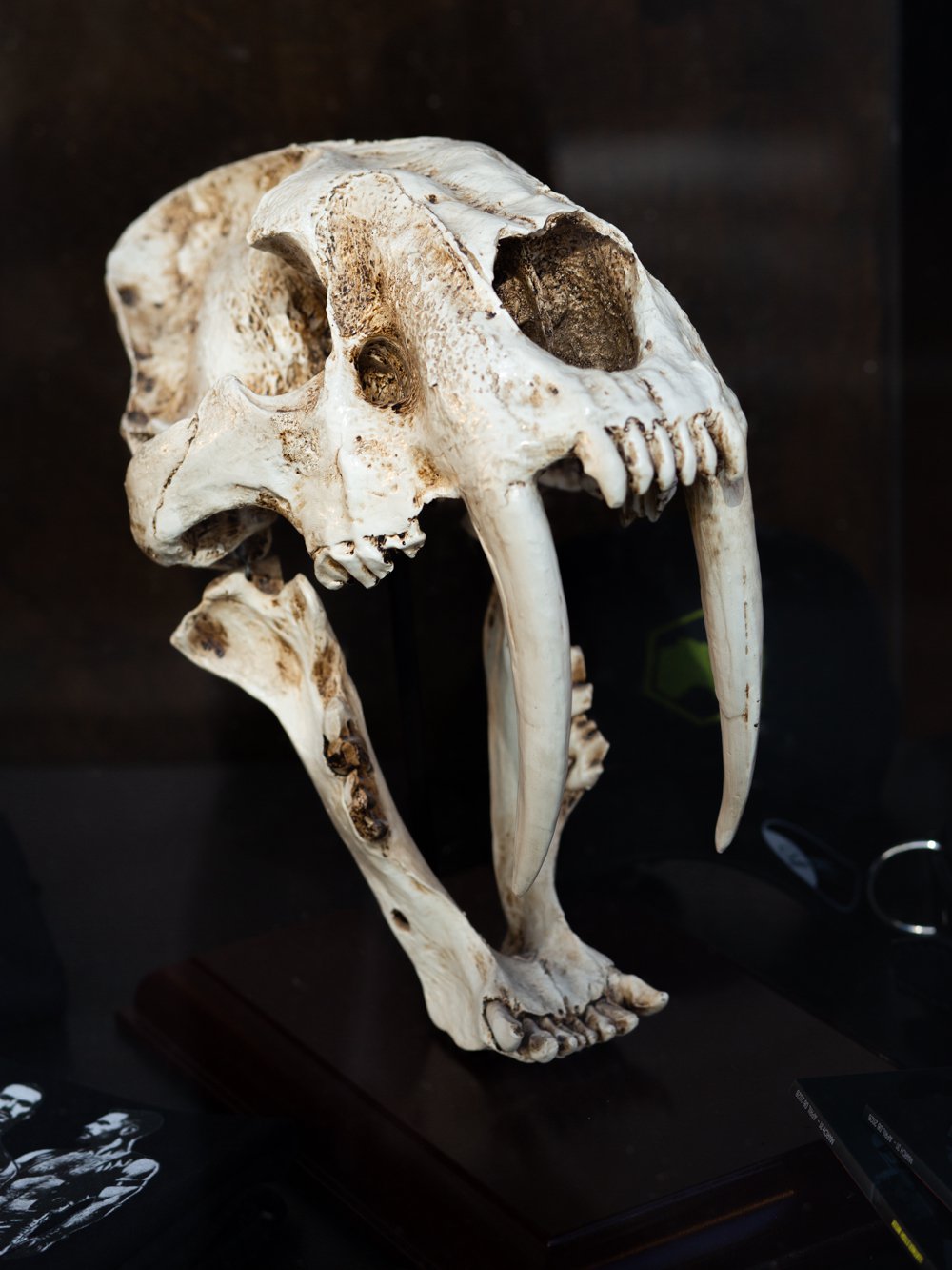 Sabre-toothed tiger skull in the window of Tysk Berlin Lederatelier&mdash;the inspiration for the logo